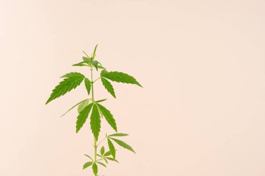 Alternatif tıp. Bej arka planda esrar bitkisi. Boşluğu kopyala