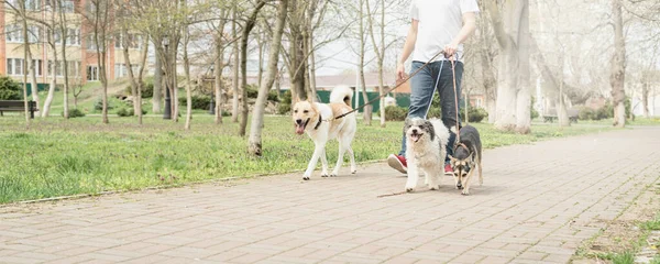 Haustierbetreuung Professioneller Hundeausführer Geht Mit Einem Rudel Hunde Auf Parkweg — Stockfoto