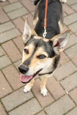 Hayvan bakımı. Yürüyüşe çıkmış tatlı melez köpek, kameraya bakıyor.
