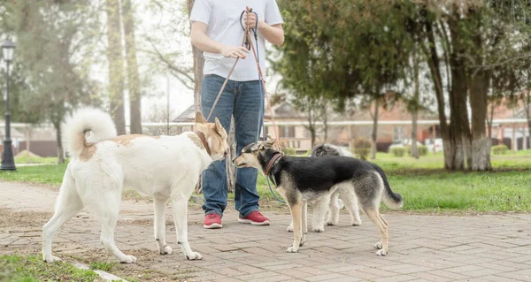 Haustierbetreuung Professioneller Hundeausführer Geht Mit Einem Rudel Hunde Auf Parkweg — Stockfoto