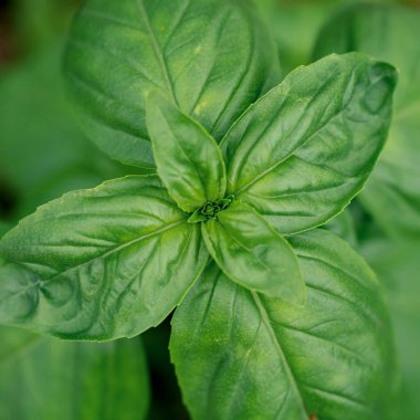 Bahçedeki taze fesleğen yapraklarını kapat.