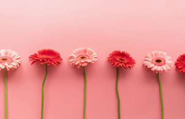 Pembe ve kırmızı gerbera papatyaları pembe arka planda çiğ. Sıralama ve simetri. Minimum tasarım düzlüğü. Pastel renkler