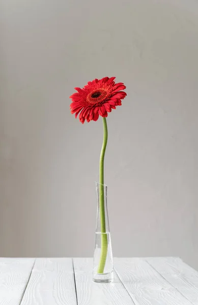 Single Red Gerbera Daisy Vase Auf Dem Tisch Minimaler Stil — Stockfoto