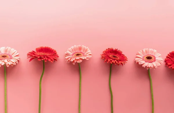 Pink Red Gerbera Daisies Raw Pink Background Sequence Symmetry Minimal — Foto Stock