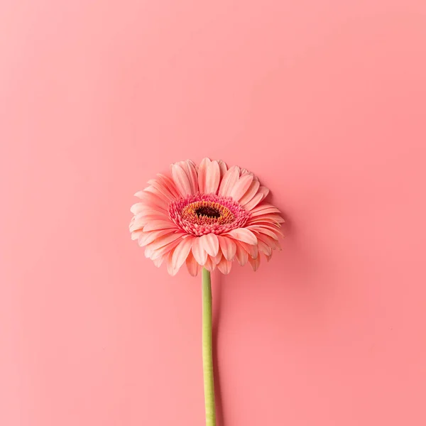 Single Gerbera Daisy Flower Pink Background Minimal Design Flat Lay — Foto Stock