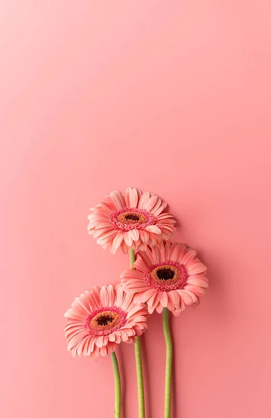 Three Pink Gerbera Daisies Pink Background Minimal Design Flat Lay — Foto Stock