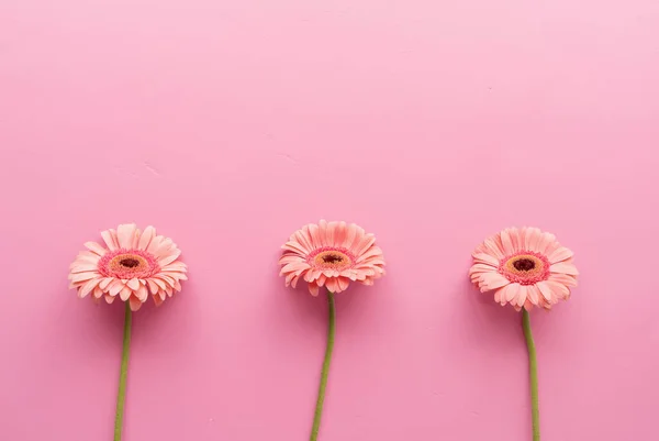 Three Pink Gerbera Daisies Raw Pink Background Sequence Symmetry Minimal — Foto Stock