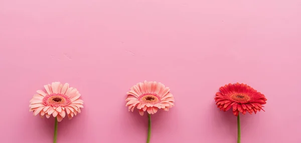 Three Pink Red Gerbera Daisies Raw Pink Background Sequence Symmetry — Foto Stock