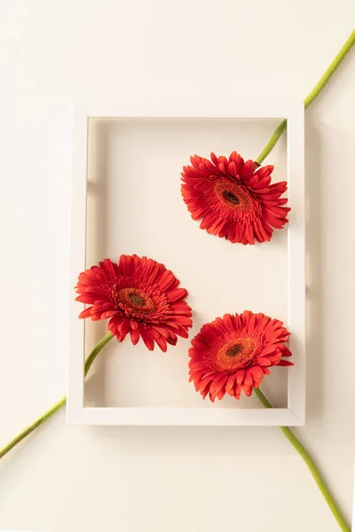 Minimales Konzept Rote Gerbera Blüten Weißem Rahmen Flache Lage — Stockfoto