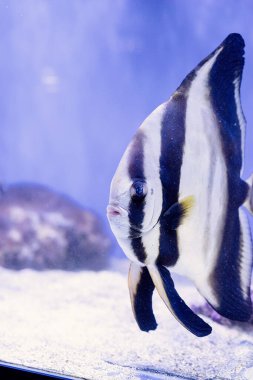 Denizde yüzen balıkların sualtı görüntüsü