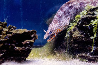 Underwater Image of Fish in the Sea