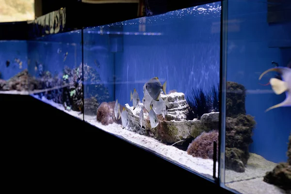 Aquarien Mit Fischen Ozeanarium Fische Unter Wasser — Stockfoto