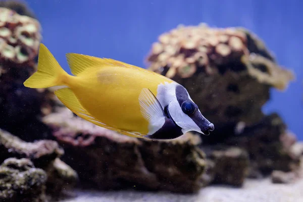 Unterwasserbild Von Meer Schwimmenden Fischen — Stockfoto