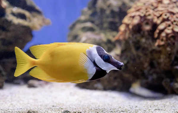 Unterwasserbild Von Meer Schwimmenden Fischen — Stockfoto