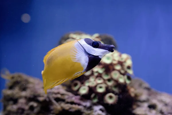 Подводное Изображение Плавающих Море Рыб — стоковое фото