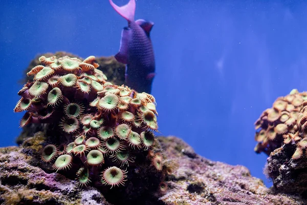 Unterwasserbild Von Meerespflanzen Und Algen Meer Fische Schwimmen Aquarium — Stockfoto