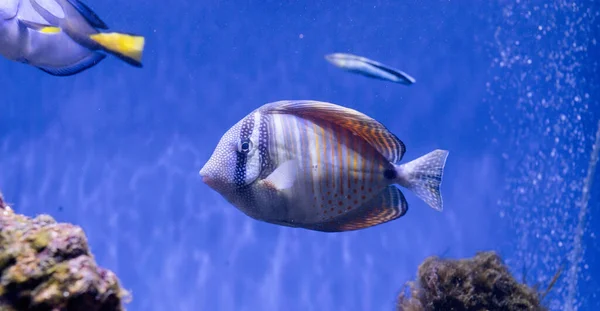 Unterwasserbild Von Meer Schwimmenden Fischen — Stockfoto
