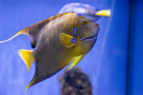 Unterwasserbild Von Meer Schwimmenden Fischen — Stockfoto