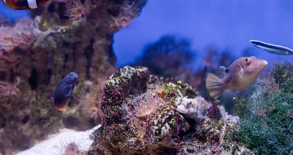 Unterwasserbild Von Meerespflanzen Und Algen Meer Fische Schwimmen Aquarium — Stockfoto