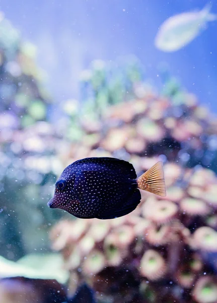 Underwater Image of Fish in the Sea — Photo