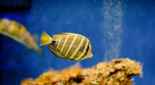 Underwater Image of Fish in the Sea — Stockfoto