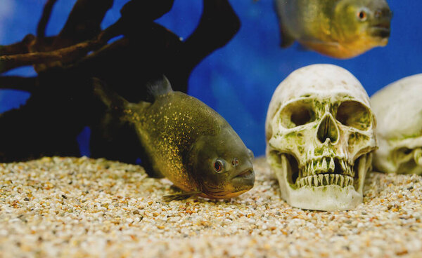 Aquariums with fish in oceanarium Стоковая Картинка