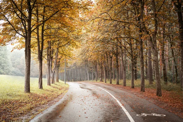 Beautiful nature. Autumn. road in yellow autumn forest