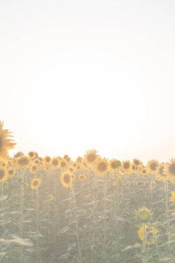 Doğa geçmişi. Gün batımında ayçiçeği tarlası, boşluğu kopyala