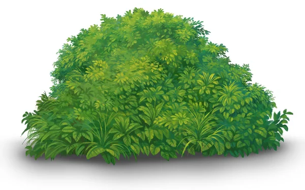 A tree green bush — Stock Photo, Image