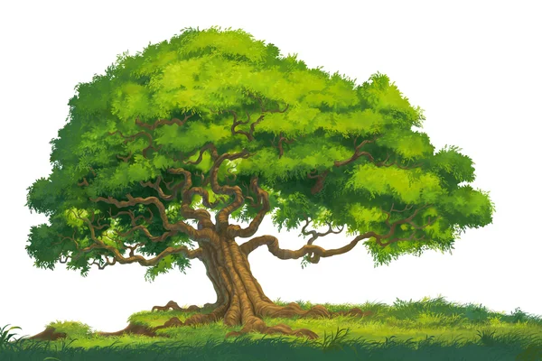 Изолированная иллюстрация дерева — стоковое фото