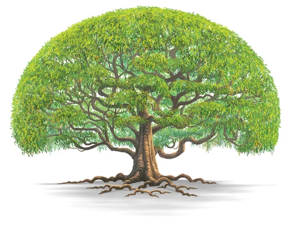 Big tree illustration isolated on white background — Stock Photo, Image