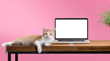 Kedi tahta masada boş dizüstü bilgisayarla oturuyor.