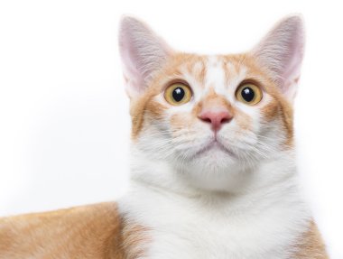 İzole üzerinde beyaz kırmızı erkek kedi seyir çapraşık