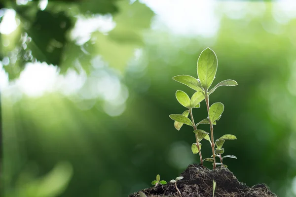 Planta joven que crece con el amanecer en el fondo del bosque — Foto de Stock