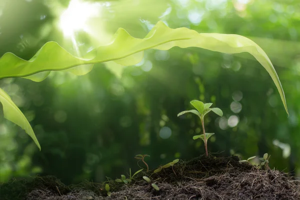 Jeune plante poussant sous de longues feuilles avec lever de soleil dans la forêt retour — Photo