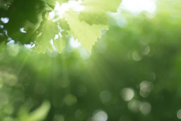 Raios de nascer do sol com planta verde desfocado fundo da floresta — Fotografia de Stock