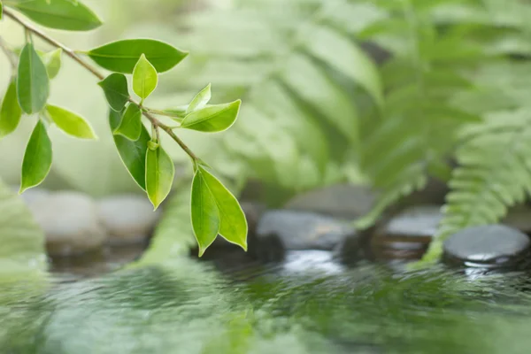 Green leaf of plant with fern and pebble on water — Stock Photo, Image