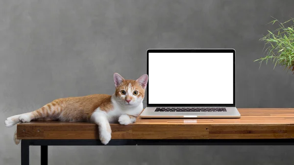 Gato sentado com laptop em branco na mesa de madeira isolada no branco — Fotografia de Stock