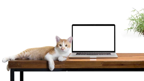 Cat sitting with blank laptop on wooden table isolated on white — Stock Photo, Image