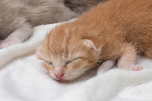 Piękne kociaki noworodka spanie na biały dywan — Zdjęcie stockowe