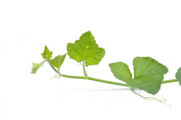 Vid y hojas de calabaza — Foto de Stock