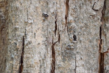 ahşap deri doku küçük örümcek ile