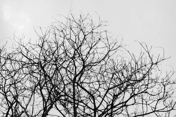Branch and leaf of dead tree on sky background in black and whit — Stock Photo, Image