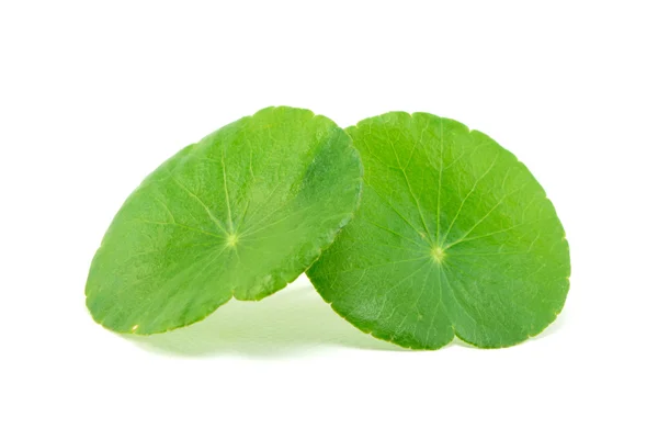 Yeşil Asya pennywort centella asiatica beyaz arka plan üzerinde