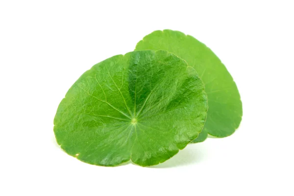 Yeşil Asya pennywort centella asiatica beyaz arka plan üzerinde
