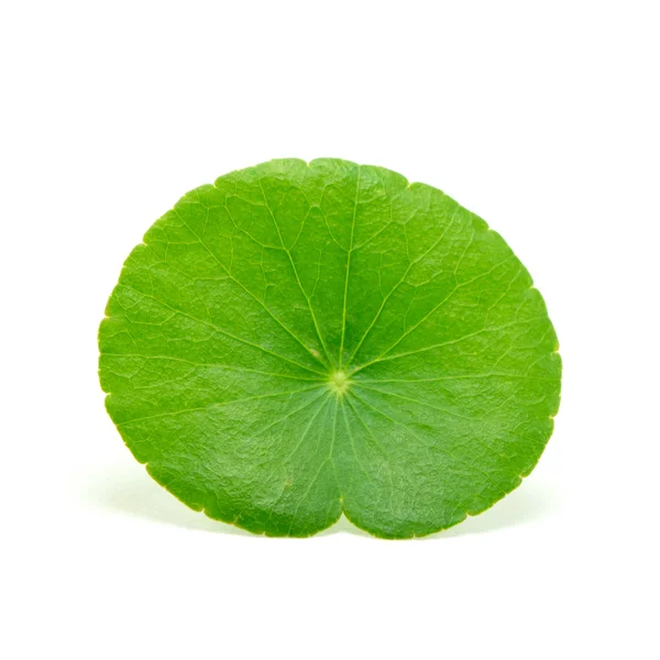 Yeşil Asya pennywort centella asiatica beyaz arka plan üzerinde