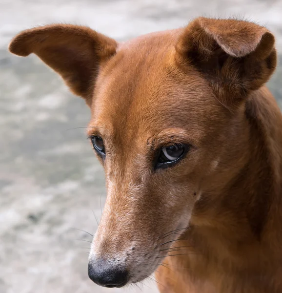 kahverengi köpek ciddi görünümlü