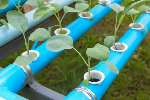 Jordbruksindustrin av unga gröna hydroponics grönsaker — Stockfoto