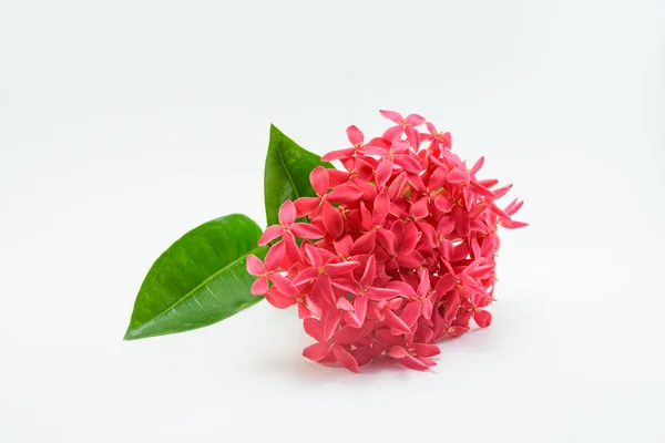 Ixora flower on white background — Stock Photo, Image