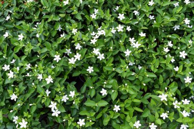 beyaz çiçek arka plan